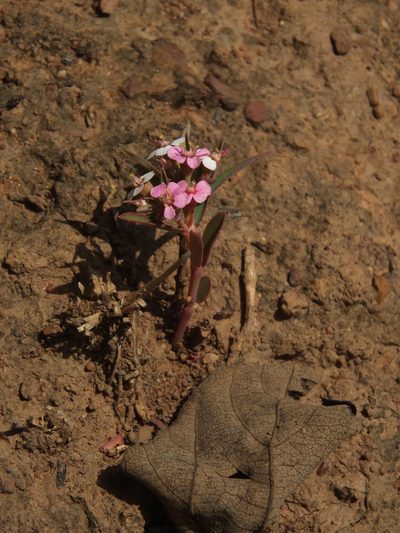 Euphorbia deccanensis, photographed by Siddarth Machado