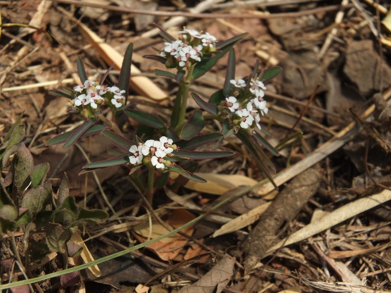 Euphorbia deccanensis, photographed by Siddarth Machado