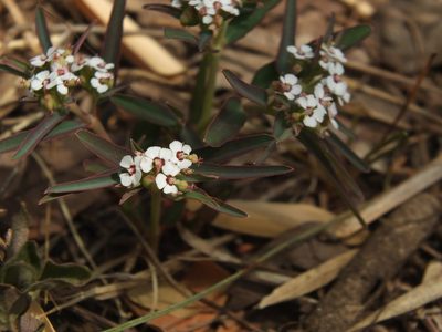 Euphorbia deccanensis, photographed by Siddarth Machado