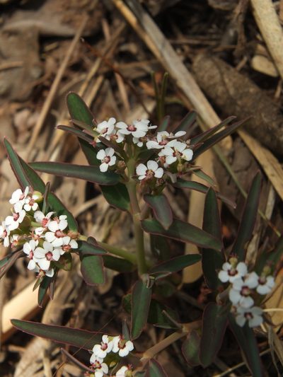 Euphorbia deccanensis, photographed by Siddarth Machado