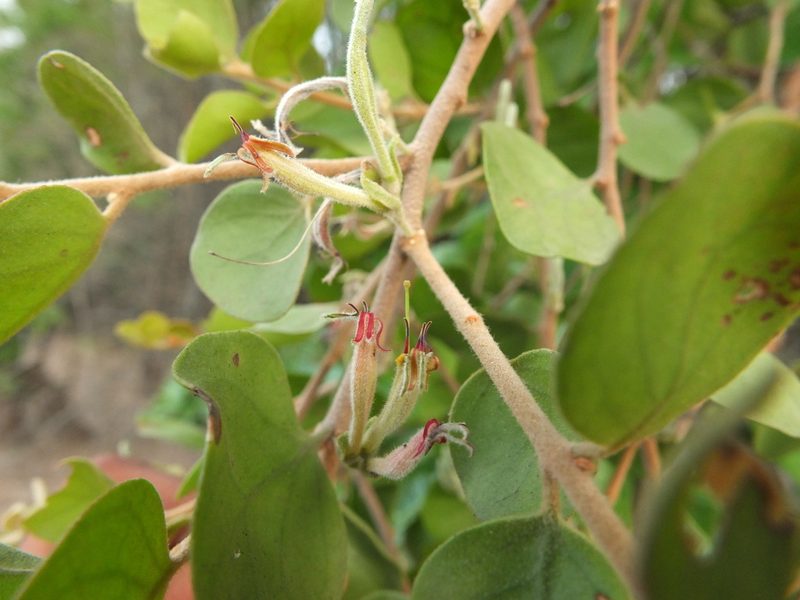 Taxillus heyneanus, photographed by Siddarth Machado
