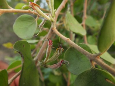 Taxillus heyneanus, photographed by Siddarth Machado