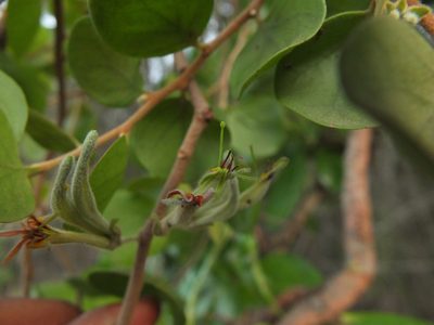 Taxillus heyneanus, photographed by Siddarth Machado