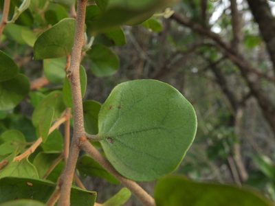 Taxillus heyneanus, photographed by Siddarth Machado