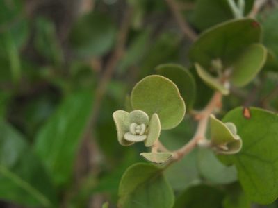 Taxillus heyneanus, photographed by Siddarth Machado