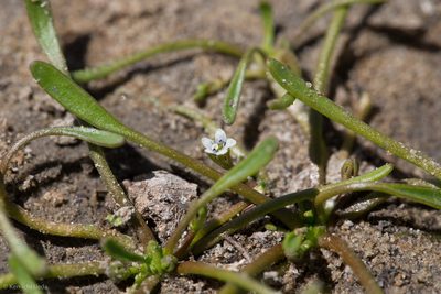 Limosella acaulis, photographed by Ken-ichi Ueda