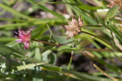 Trifolium hydrophilum, photographed by Ken-ichi Ueda