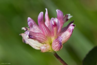 Trifolium hydrophilum, photographed by Ken-ichi Ueda