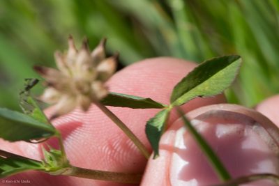 Trifolium hydrophilum, photographed by Ken-ichi Ueda