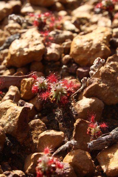 Drosera lasiantha, photographed by Em Lamond