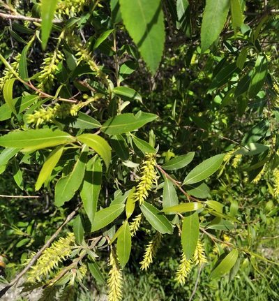Salix nipponica, photographed by Repina Tatyana