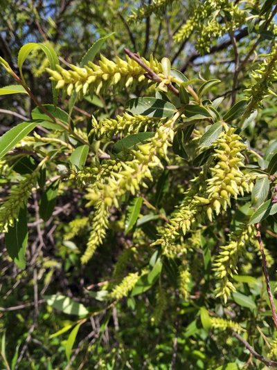 Salix nipponica, photographed by Repina Tatyana