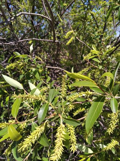 Salix nipponica, photographed by Repina Tatyana