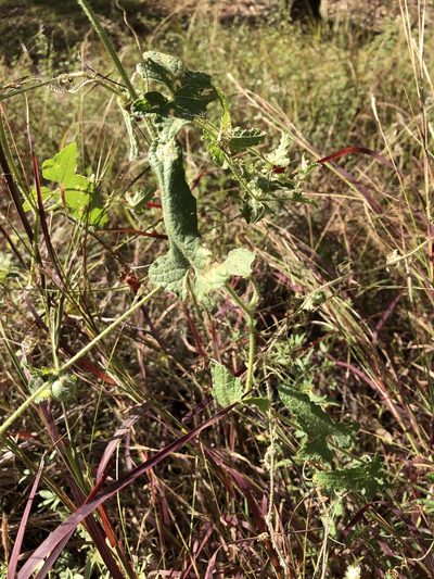 Cucumis althaeoides, photographed by elawrey