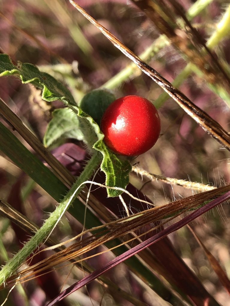 Cucumis althaeoides, photographed by elawrey