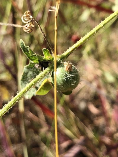 Cucumis althaeoides, photographed by elawrey