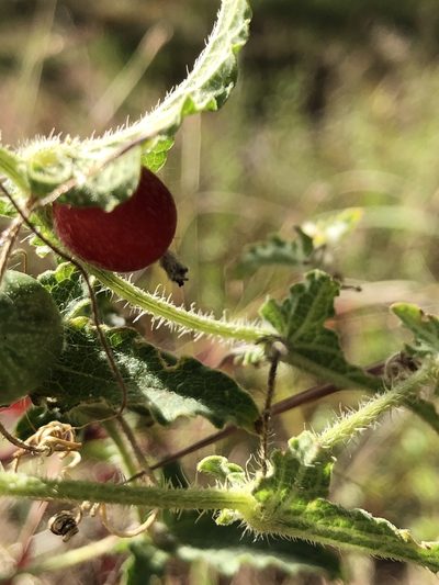 Cucumis althaeoides, photographed by elawrey