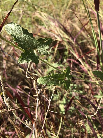 Cucumis althaeoides, photographed by elawrey