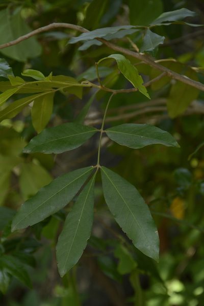 Aglaia elaeagnoidea, photographed by Siddarth Machado