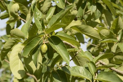 Terminalia chebula, photographed by Siddarth Machado