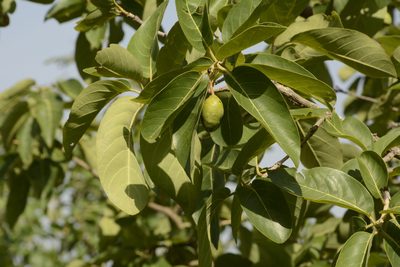 Terminalia chebula, photographed by Siddarth Machado