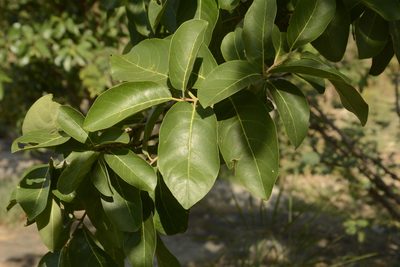 Terminalia chebula, photographed by Siddarth Machado