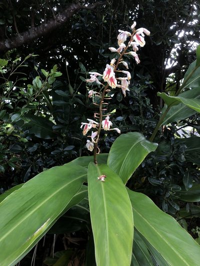 Alpinia formosana, photographed by Takaaki Hattori