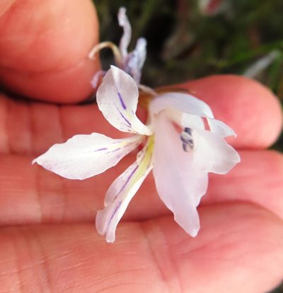 Gladiolus vaginatus, photographed by linkie