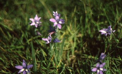 Babiana patersoniae, photographed by Dave Brown