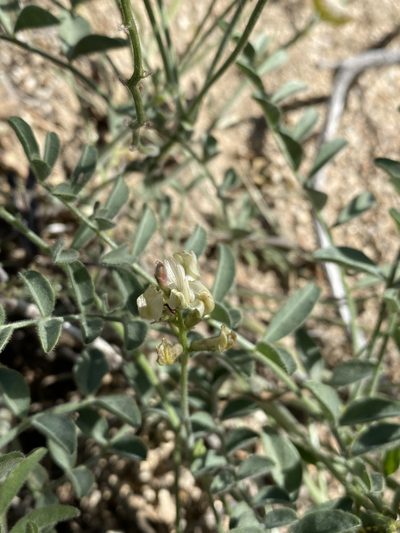 Astragalus ertterae, photographed by Matt Berger