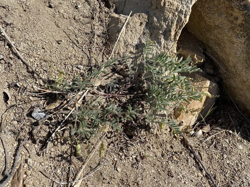 Astragalus ertterae, photographed by Matt Berger