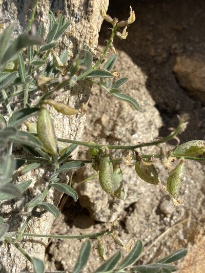 Astragalus ertterae, photographed by Matt Berger