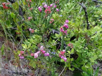 Erica excavata, photographed by linkie