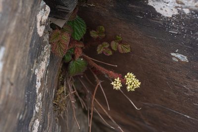 Astilbe macroflora, photographed by 國立臺灣博物館