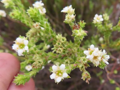 Diosma haelkraalensis, photographed by linkie