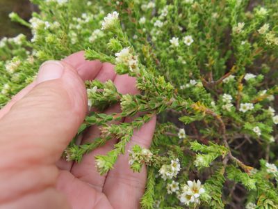 Diosma haelkraalensis, photographed by linkie