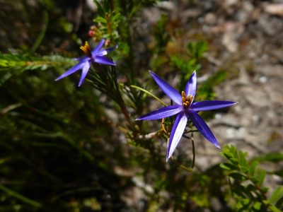 Calectasia intermedia, photographed by Kiri Bee