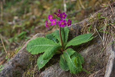 Primula miyabeana, photographed by 國立臺灣博物館