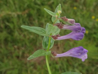 Scutellaria hastifolia, photographed by Christian Berg
