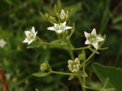 Thesium linophyllon, photographed by Christian Berg