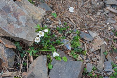 Oxalis griffithii, photographed by 國立臺灣博物館