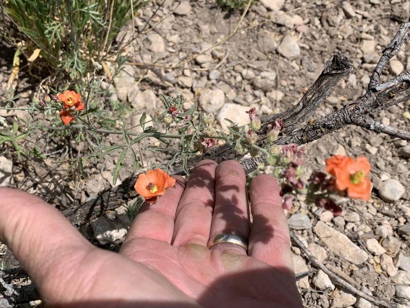 Sphaeralcea digitata, photographed by CK2AZ