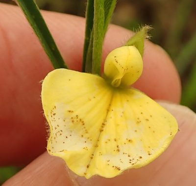 Argyrolobium harveyanum, photographed by Peter Warren