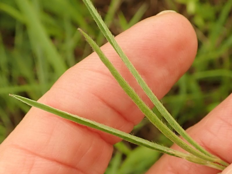 Argyrolobium harveyanum, photographed by Peter Warren