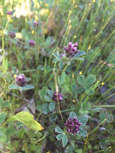 Trifolium macraei, photographed by Scott Loarie