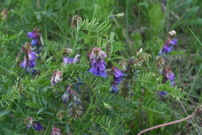 Vicia multicaulis, photographed by Oleg Kosterin