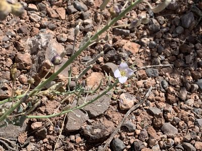 Nerisyrenia camporum, photographed by CK2AZ