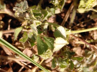 Medicago rigidula, photographed by Yves Bas