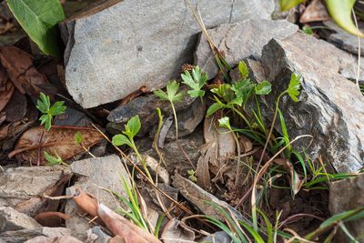 Ranunculus formosa-montanus, photographed by 國立臺灣博物館