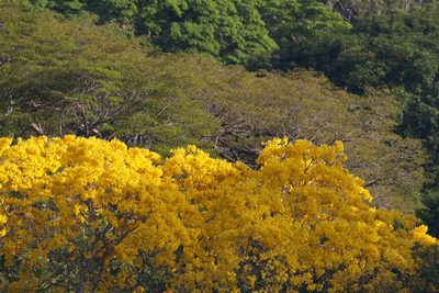 Handroanthus guayacan, photographed by Brian Gratwicke